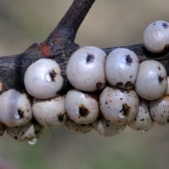 Cryptes baccatus (Wattle Tick Scale) at Uriarra Village, ACT - 2 Nov 2020 by Kurt