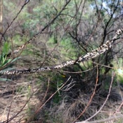 Cryptes baccatus at Uriarra Village, ACT - 2 Nov 2020 03:45 PM