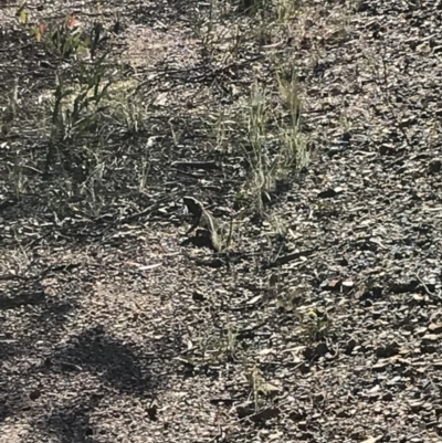 Pogona barbata (Eastern Bearded Dragon) at O'Connor, ACT - 2 Nov 2020 by MattFox