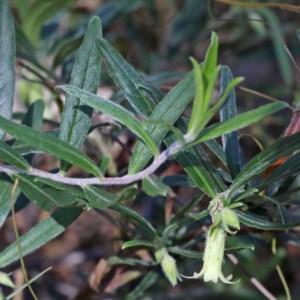 Billardiera scandens at O'Connor, ACT - 2 Nov 2020 08:44 AM