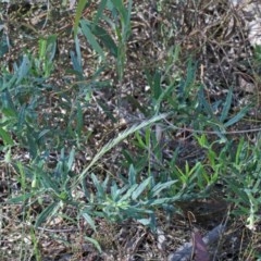 Billardiera scandens at O'Connor, ACT - 2 Nov 2020 08:44 AM