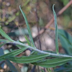 Billardiera scandens at O'Connor, ACT - 2 Nov 2020