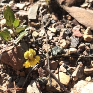 Goodenia hederacea at O'Connor, ACT - 2 Nov 2020