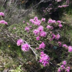 Kunzea parvifolia at Farrer, ACT - 1 Nov 2020