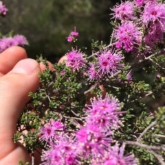 Kunzea parvifolia at Farrer, ACT - 1 Nov 2020