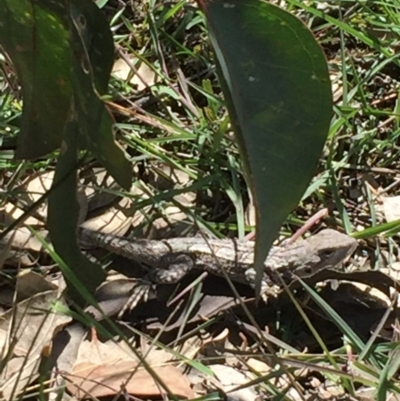 Amphibolurus muricatus (Jacky Lizard) at Farrer, ACT - 1 Nov 2020 by Tapirlord