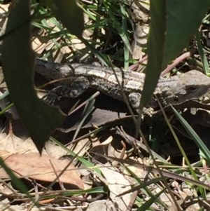 Amphibolurus muricatus at Farrer, ACT - 1 Nov 2020