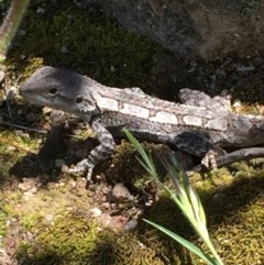 Amphibolurus muricatus at Farrer, ACT - 1 Nov 2020