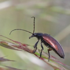 Homotrysis cisteloides (Darkling beetle) at O'Connor, ACT - 2 Nov 2020 by ConBoekel