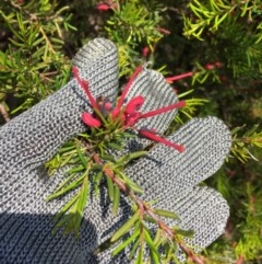 Grevillea juniperina (Grevillea) at Farrer, ACT - 1 Nov 2020 by Tapirlord