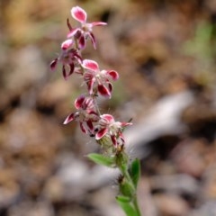 Silene gallica var. quinquevulnera (Five-wounded Catchfly) at Coree, ACT - 2 Nov 2020 by Kurt