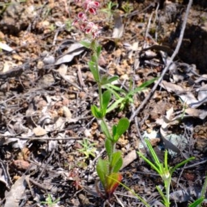 Silene gallica var. quinquevulnera at Coree, ACT - 2 Nov 2020