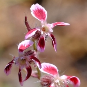 Silene gallica var. quinquevulnera at Coree, ACT - 2 Nov 2020