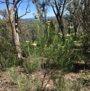 Cassinia longifolia at Farrer, ACT - 1 Nov 2020