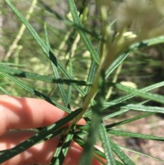 Cassinia longifolia at Farrer, ACT - 1 Nov 2020 10:54 AM