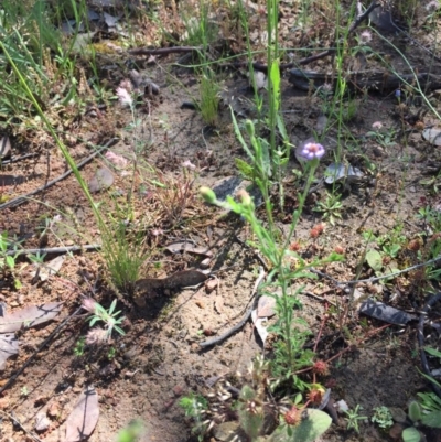 Vittadinia cuneata var. cuneata (Fuzzy New Holland Daisy) at Farrer, ACT - 1 Nov 2020 by Tapirlord
