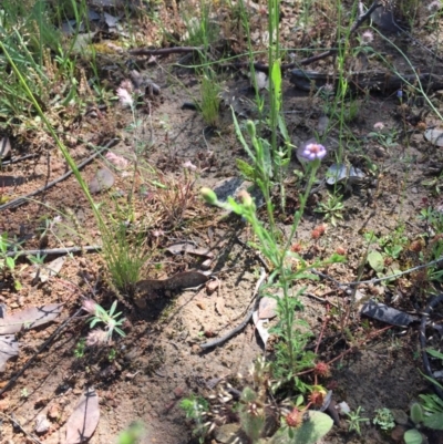 Vittadinia cuneata var. cuneata (Fuzzy New Holland Daisy) at Farrer, ACT - 31 Oct 2020 by Tapirlord