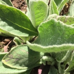 Verbascum thapsus subsp. thapsus at Farrer, ACT - 1 Nov 2020