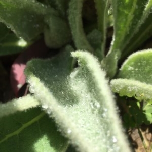 Verbascum thapsus subsp. thapsus at Farrer, ACT - 1 Nov 2020