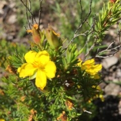 Hibbertia calycina (Lesser Guinea-flower) at Farrer, ACT - 1 Nov 2020 by Tapirlord