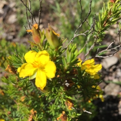 Hibbertia calycina (Lesser Guinea-flower) at Farrer, ACT - 1 Nov 2020 by Tapirlord
