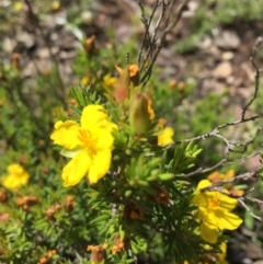 Hibbertia calycina at Farrer, ACT - 1 Nov 2020