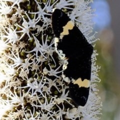 Eutrichopidia latinus (Yellow-banded Day-moth) at Coree, ACT - 2 Nov 2020 by Kurt