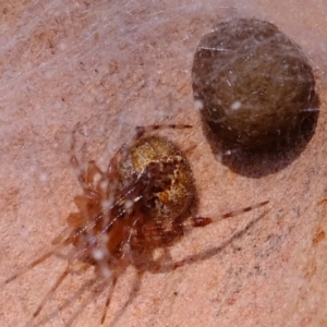 Cryptachaea veruculata at Coree, ACT - 2 Nov 2020