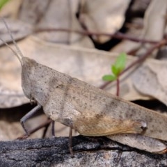 Goniaea opomaloides (Mimetic Gumleaf Grasshopper) at Coree, ACT - 2 Nov 2020 by Kurt