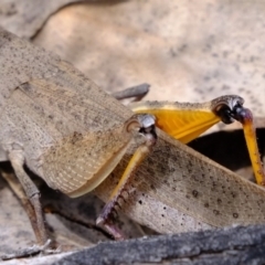 Goniaea opomaloides at Coree, ACT - 2 Nov 2020