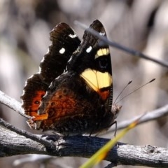 Vanessa itea (Yellow Admiral) at Coree, ACT - 2 Nov 2020 by Kurt