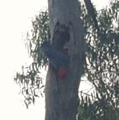 Callocephalon fimbriatum (Gang-gang Cockatoo) at Garran, ACT - 1 Nov 2020 by Kristy