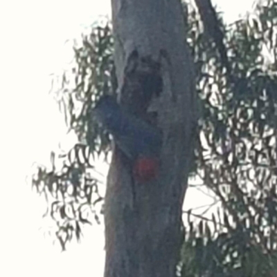 Callocephalon fimbriatum (Gang-gang Cockatoo) at Federal Golf Course - 1 Nov 2020 by Kristy