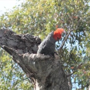 Callocephalon fimbriatum at Deakin, ACT - suppressed