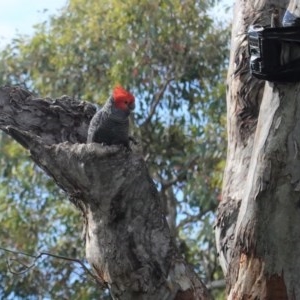 Callocephalon fimbriatum at Deakin, ACT - suppressed