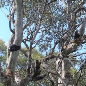 Callocephalon fimbriatum at Deakin, ACT - suppressed