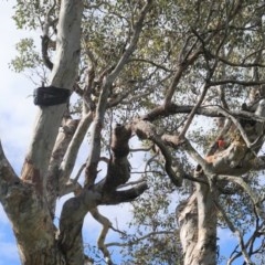 Callocephalon fimbriatum at Deakin, ACT - suppressed