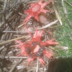 Aseroe rubra (Anemone Stinkhorn) at Latham, ACT - 1 Nov 2020 by JBrickhill