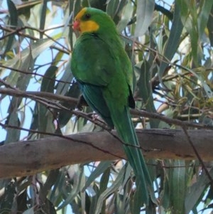 Polytelis swainsonii at Hughes, ACT - suppressed