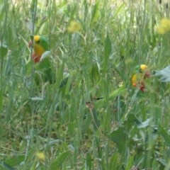 Polytelis swainsonii at Hughes, ACT - suppressed