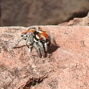 Maratus calcitrans at Downer, ACT - suppressed