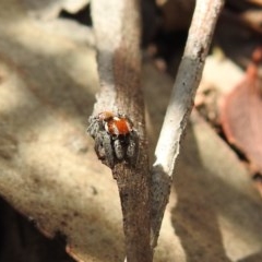 Maratus calcitrans at Downer, ACT - suppressed