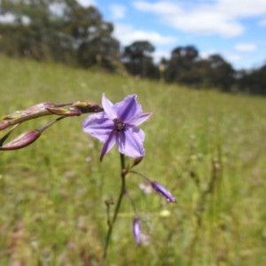 Arthropodium fimbriatum at Molonglo Valley, ACT - 1 Nov 2020