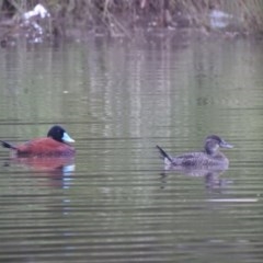 Oxyura australis (Blue-billed Duck) at Isabella Plains, ACT - 25 Oct 2020 by Liam.m