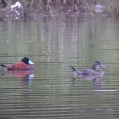 Oxyura australis (Blue-billed Duck) at Tuggeranong Creek to Monash Grassland - 25 Oct 2020 by Liam.m