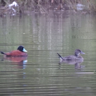 Oxyura australis (Blue-billed Duck) at Isabella Plains, ACT - 25 Oct 2020 by Liam.m