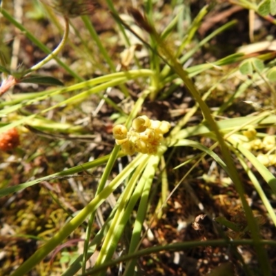 Lomandra filiformis subsp. coriacea (Wattle Matrush) at Downer, ACT - 31 Oct 2020 by Liam.m