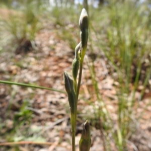 Thelymitra sp. at Downer, ACT - 1 Nov 2020