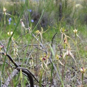 Caladenia atrovespa at Downer, ACT - 1 Nov 2020