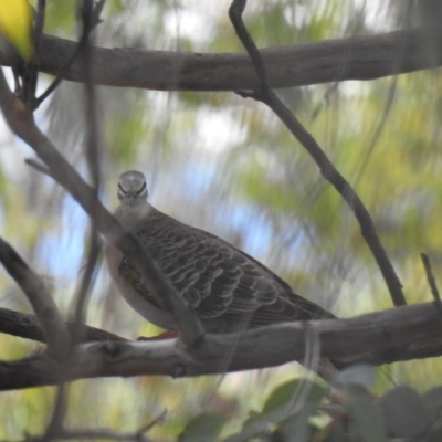 Phaps chalcoptera (Common Bronzewing) at Acton, ACT - 1 Nov 2020 by Liam.m